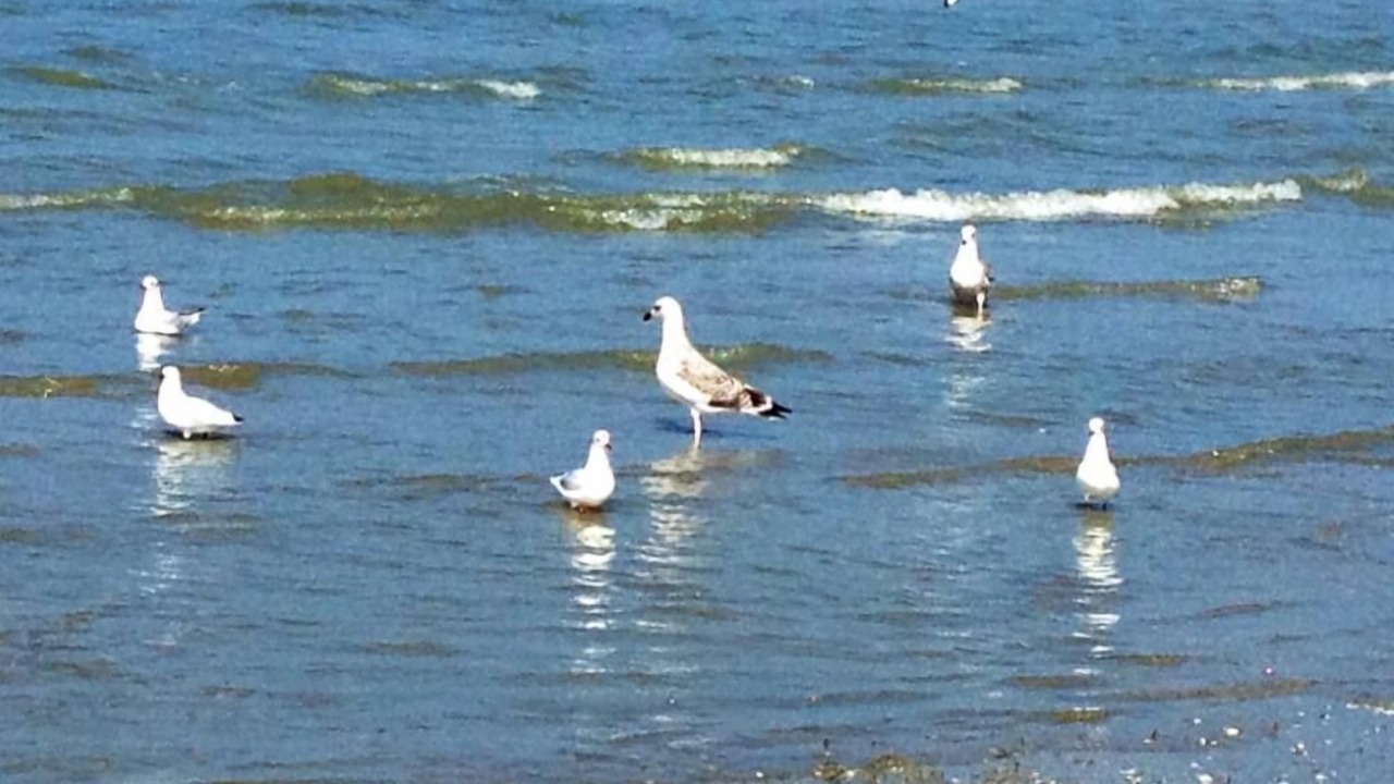 Photo of Others in Stella-Plage
