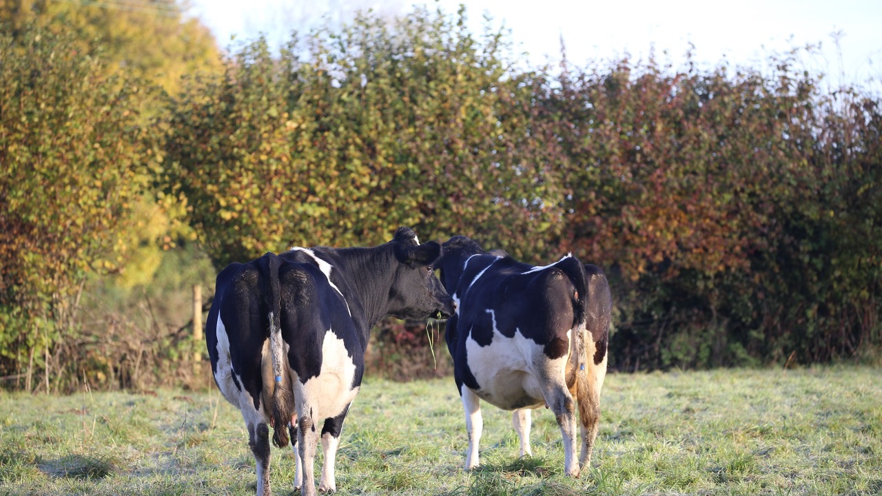 Photo of Others in Radstock