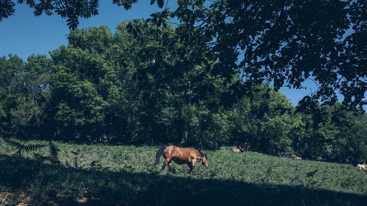 Photo of Outdoor in Valcarlos