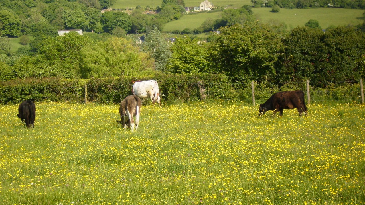 Photo of Others in Nailsworth