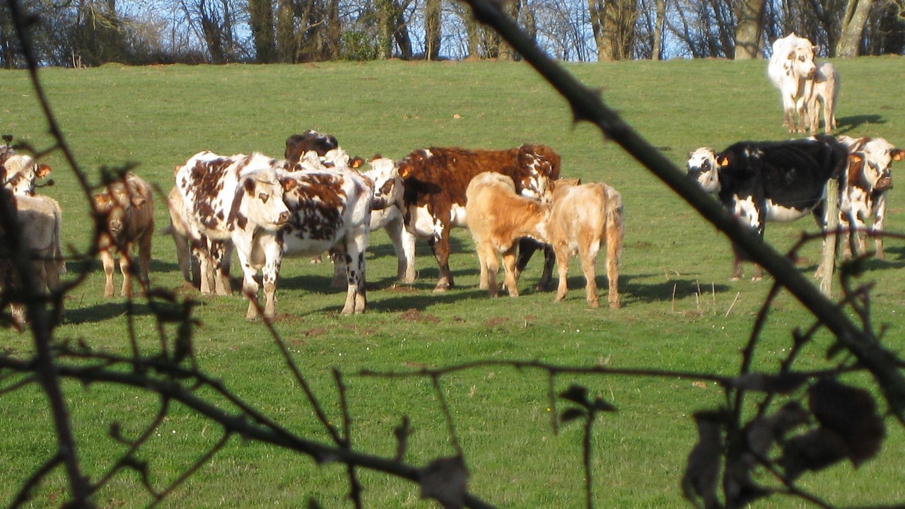 Photo of Others in La Belliere