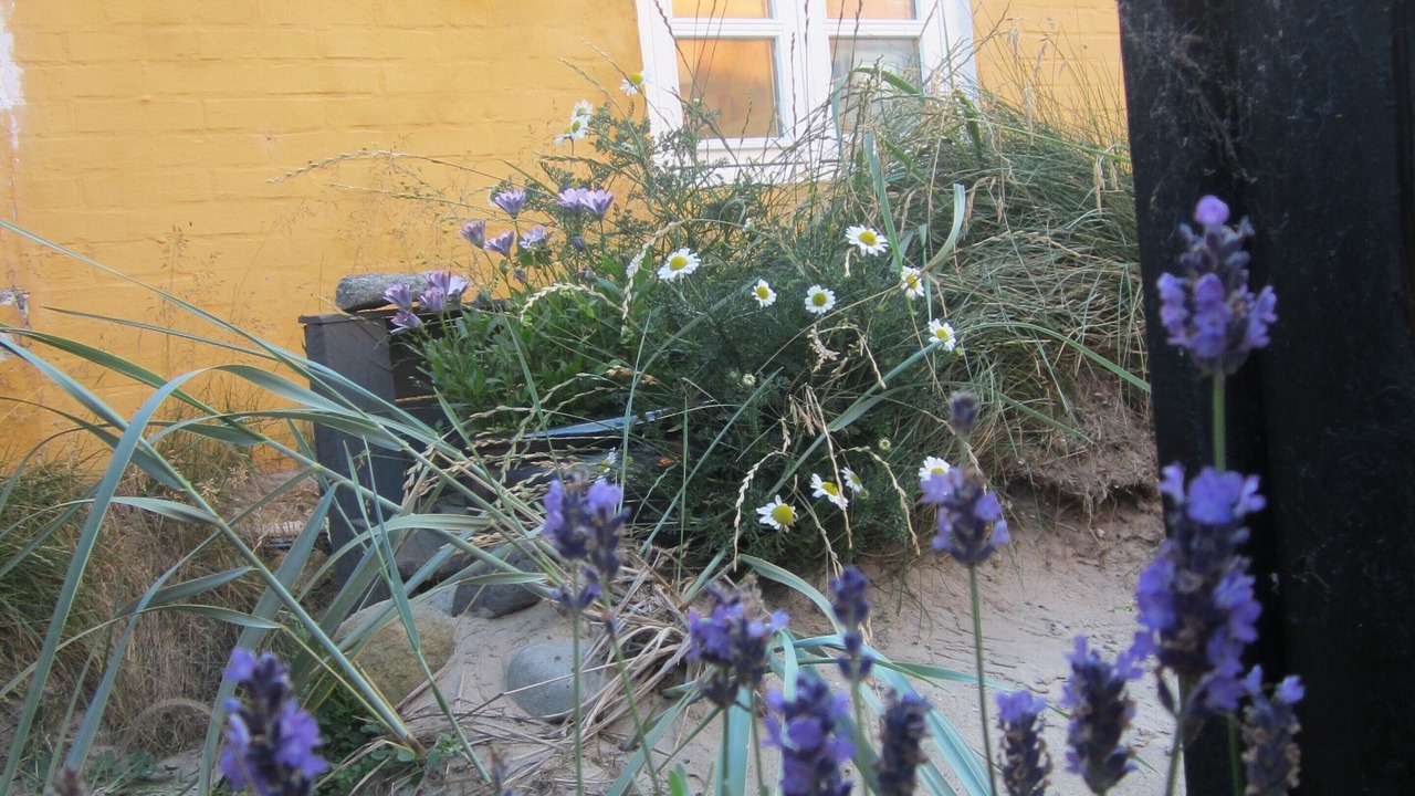 Photo of Outdoor in Lonstrup