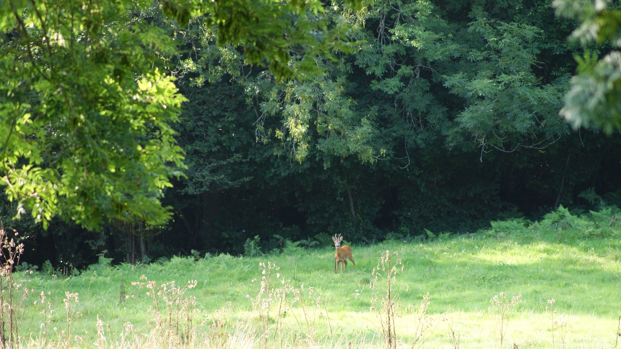 Photo of Outdoor in Thiolieres