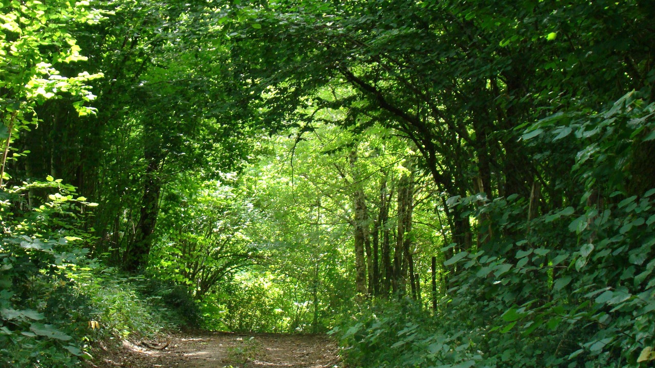 Photo of Outdoor in Saint-Martin-de-Bavel