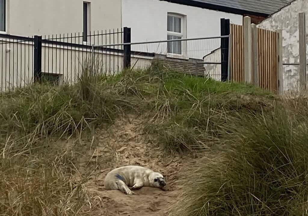 Photo of Others in Caister-on-Sea