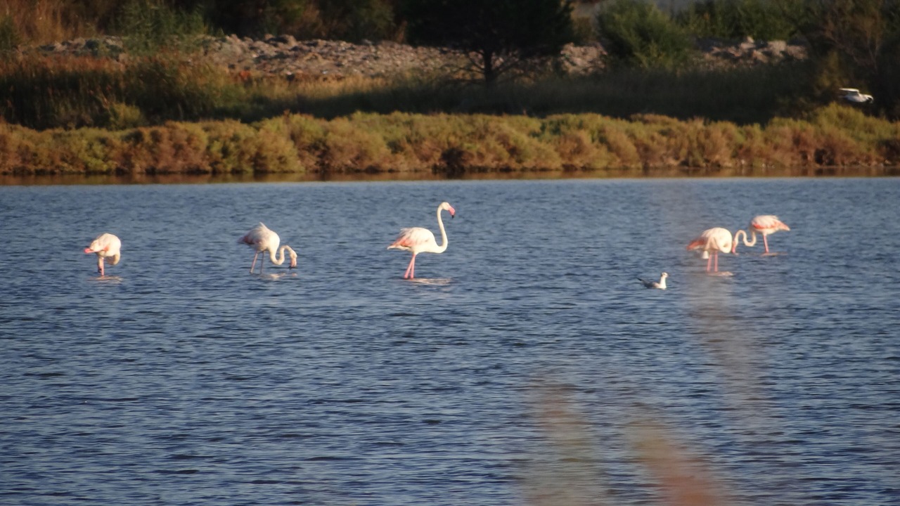 Photo of Others in Palavas-les-Flots