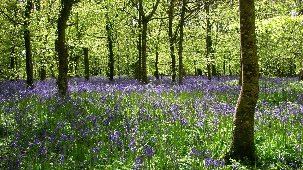 Photo of Others in Davidstow