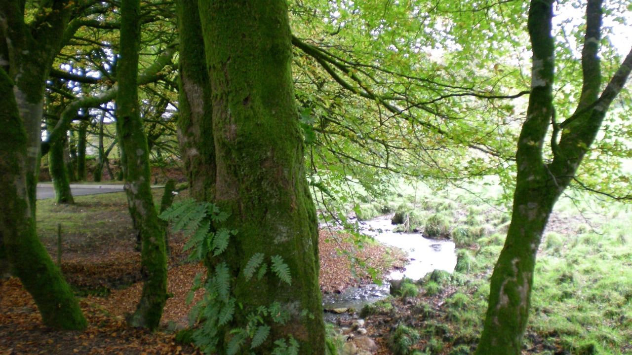 Photo of Others in Davidstow