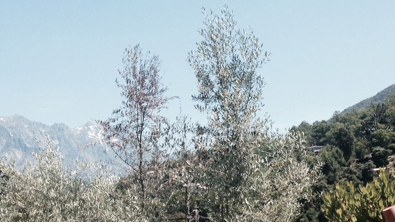 Photo of Others in Ucciani