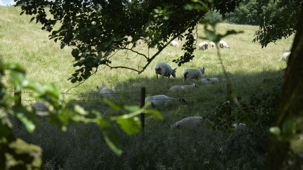 Photo of Others in Newcastle-on-Clun