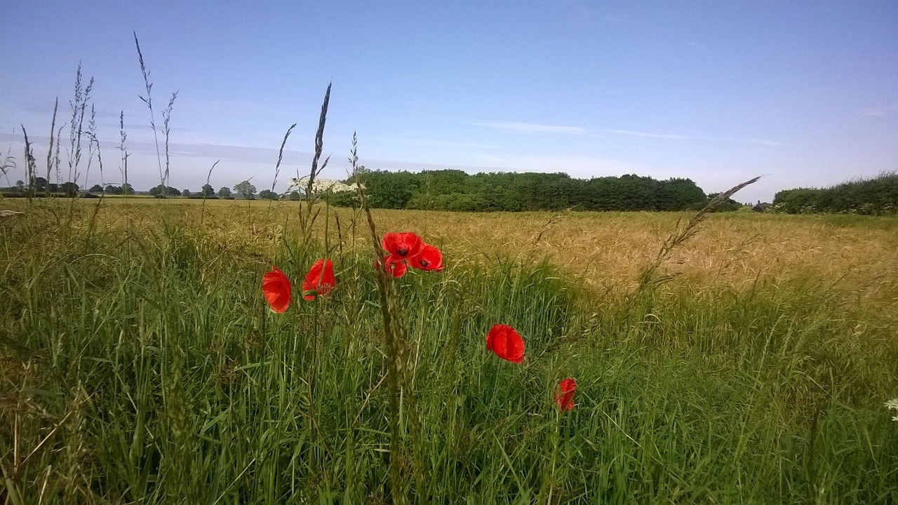 Photo of Others in Norwich