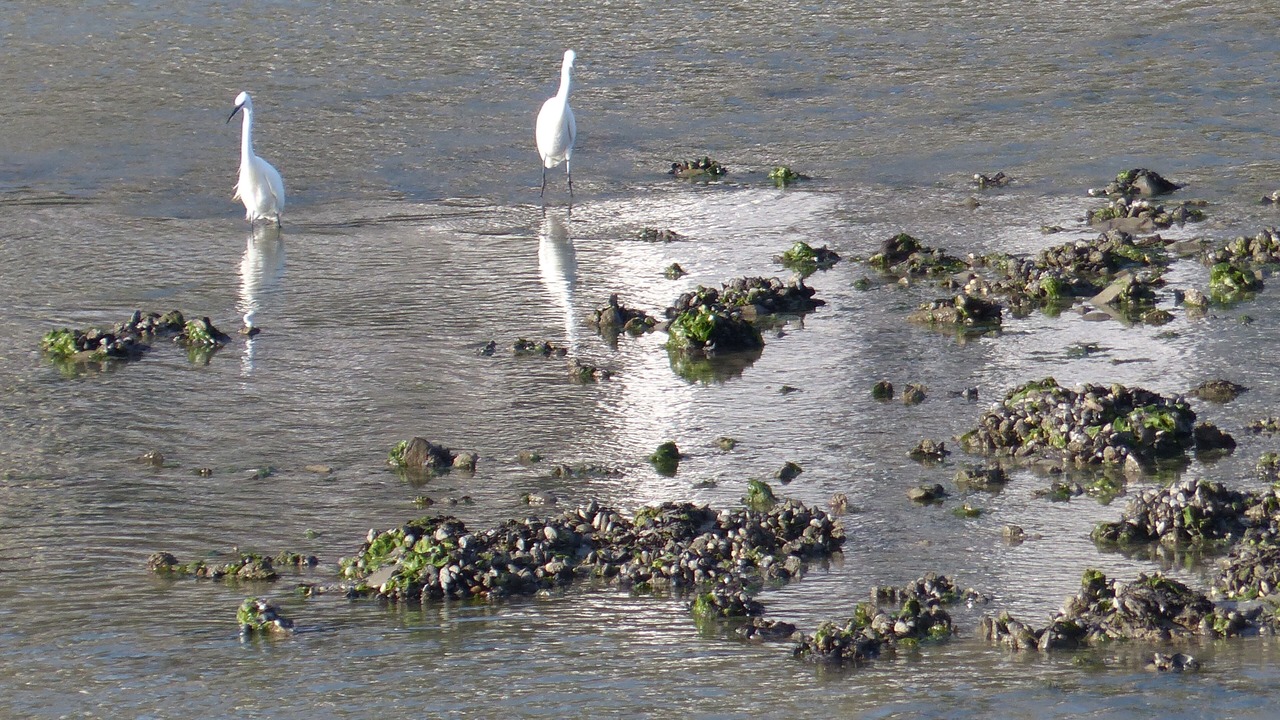 Photo of Others in Erquy