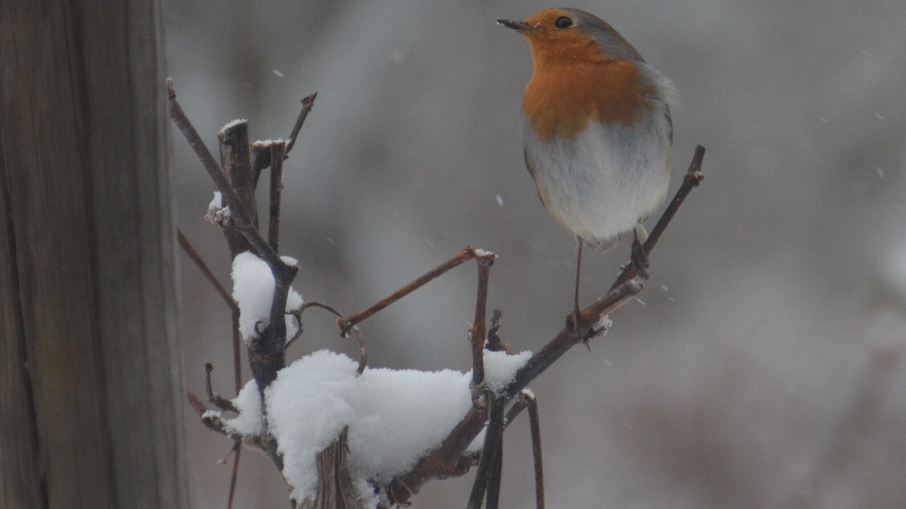 Photo of Others in La Thuile