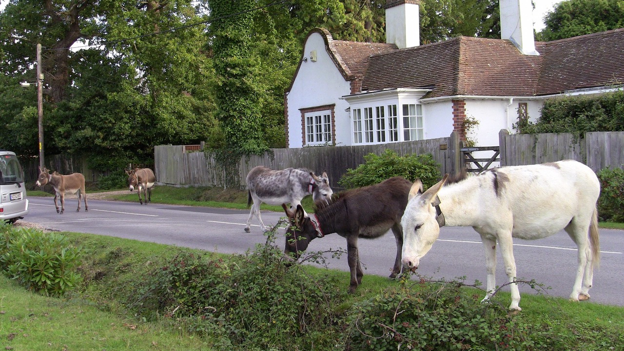 Photo of Others in Tiptoe