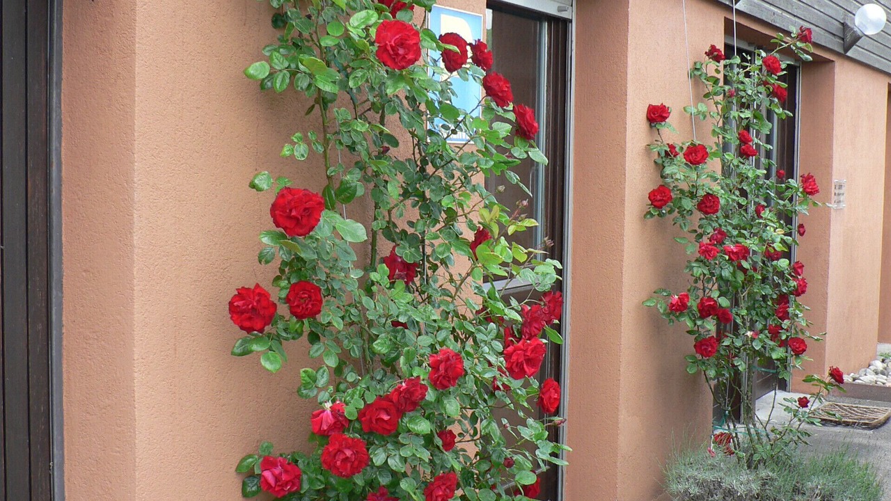 Photo of Outdoor in Ribeauville