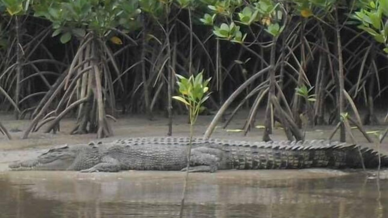 Photo of Outdoor in Cow Bay