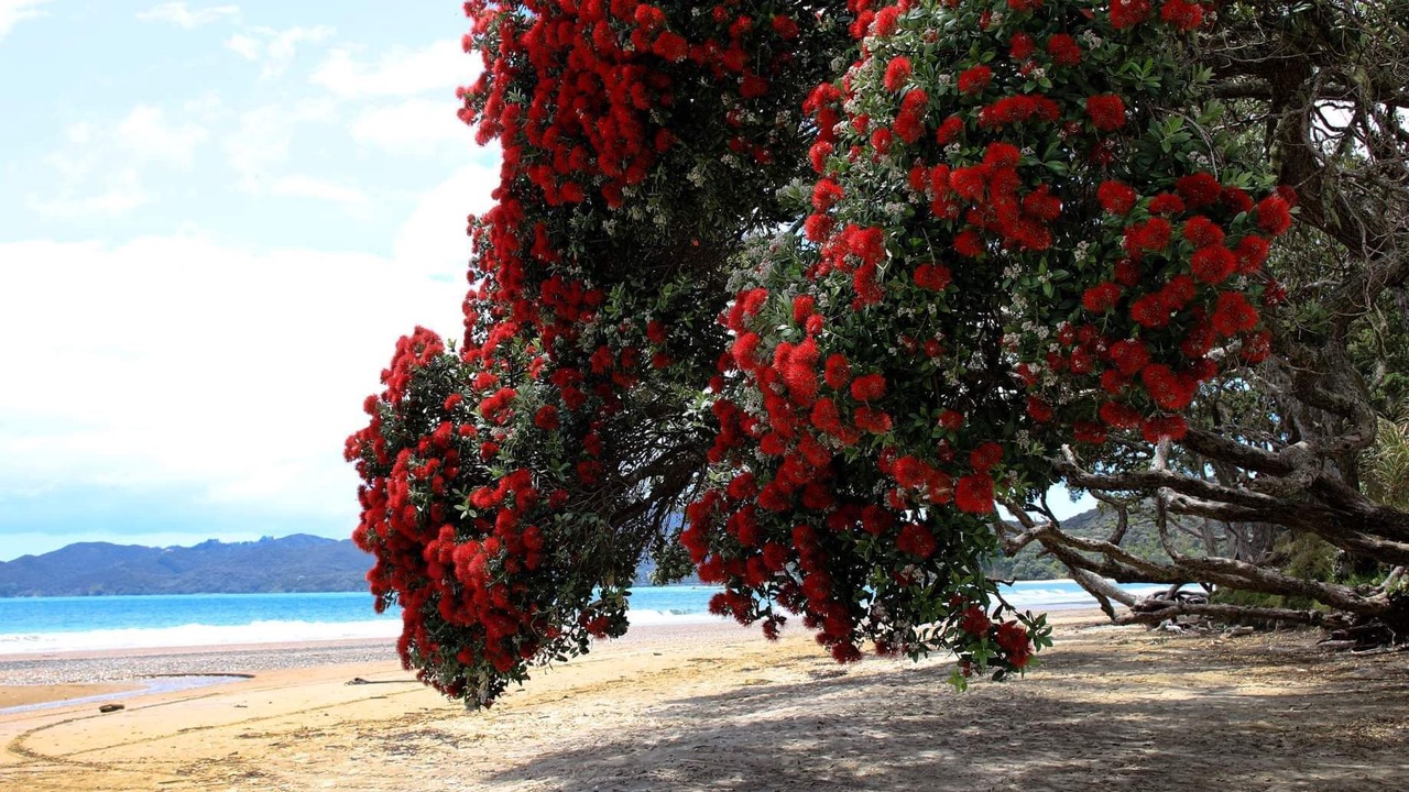 Photo of Others in Coopers Beach