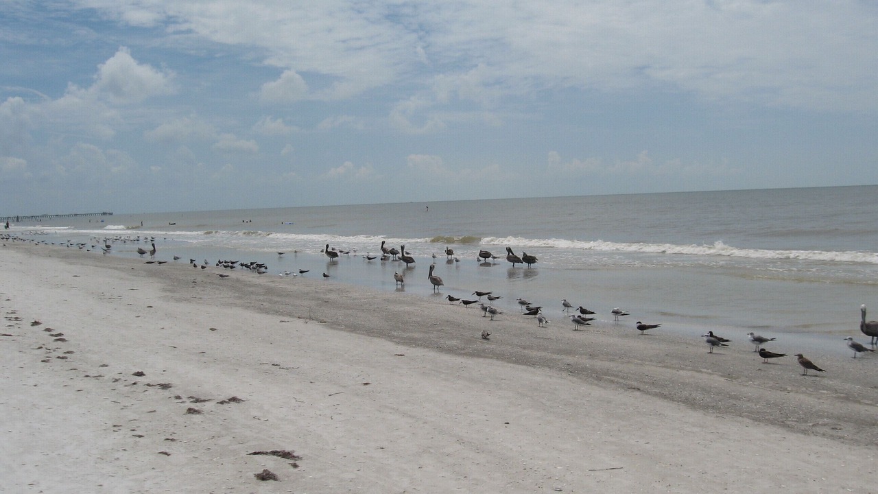 Photo of Others in Indian Shores