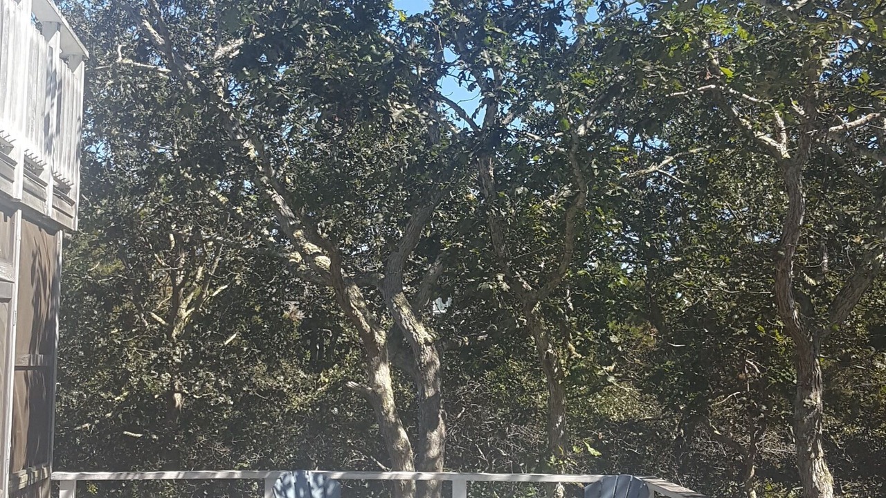 Photo of Others in West Tisbury