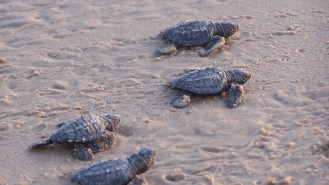 Photo of Others in South Padre Island