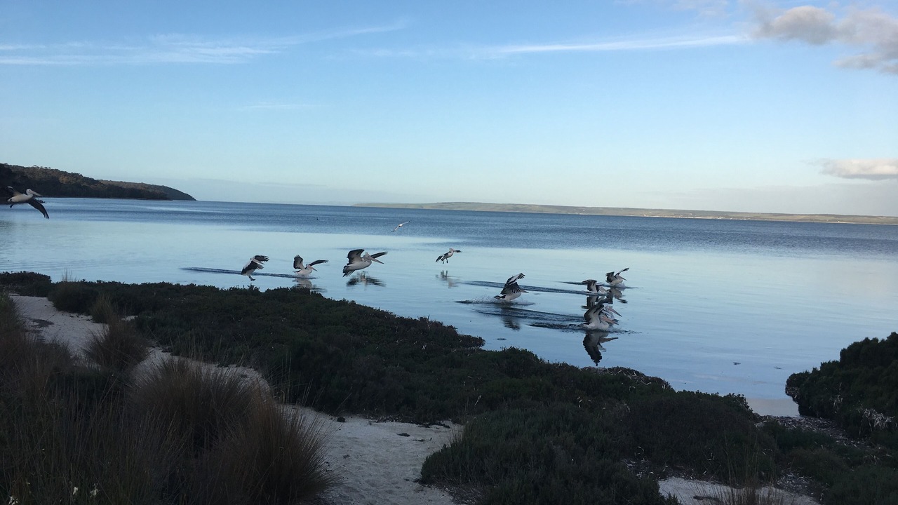 Photo of Others in American River