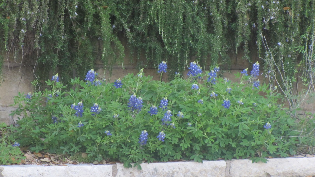 Photo of Others in Spicewood