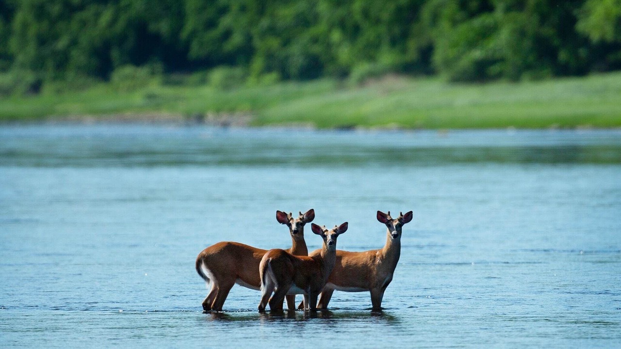 Photo of Others in Narrowsburg