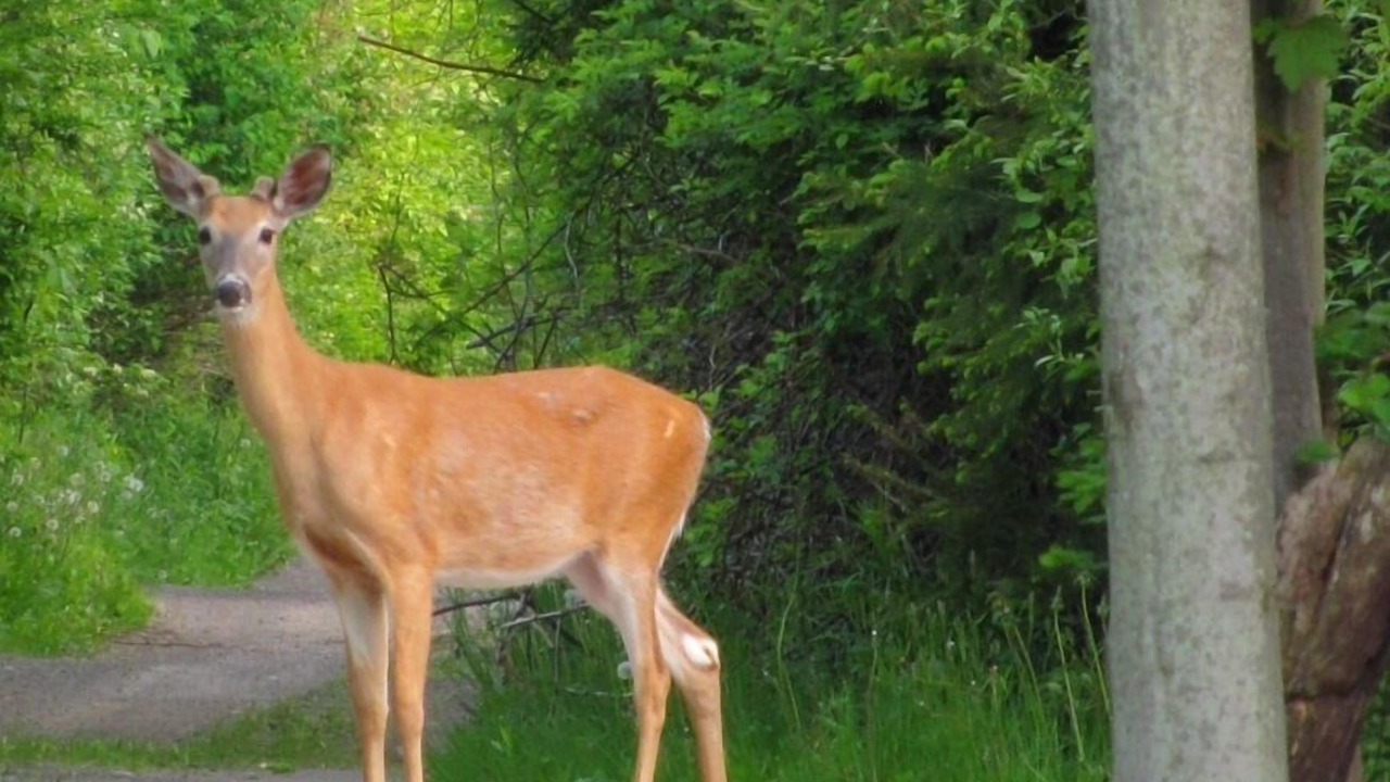 Photo of Others in Ontario City