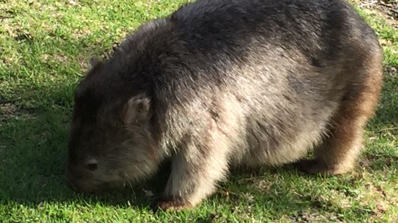 Photo of Others in Port Welshpool