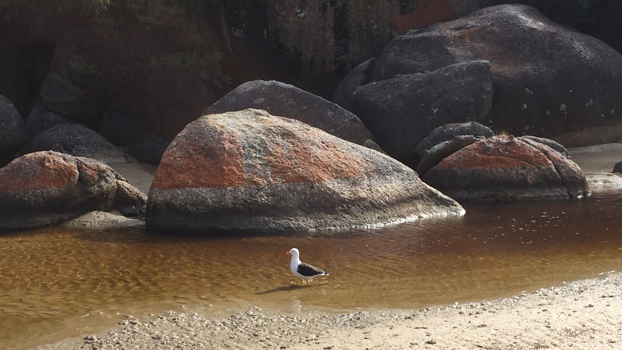 Photo of Others in Port Welshpool