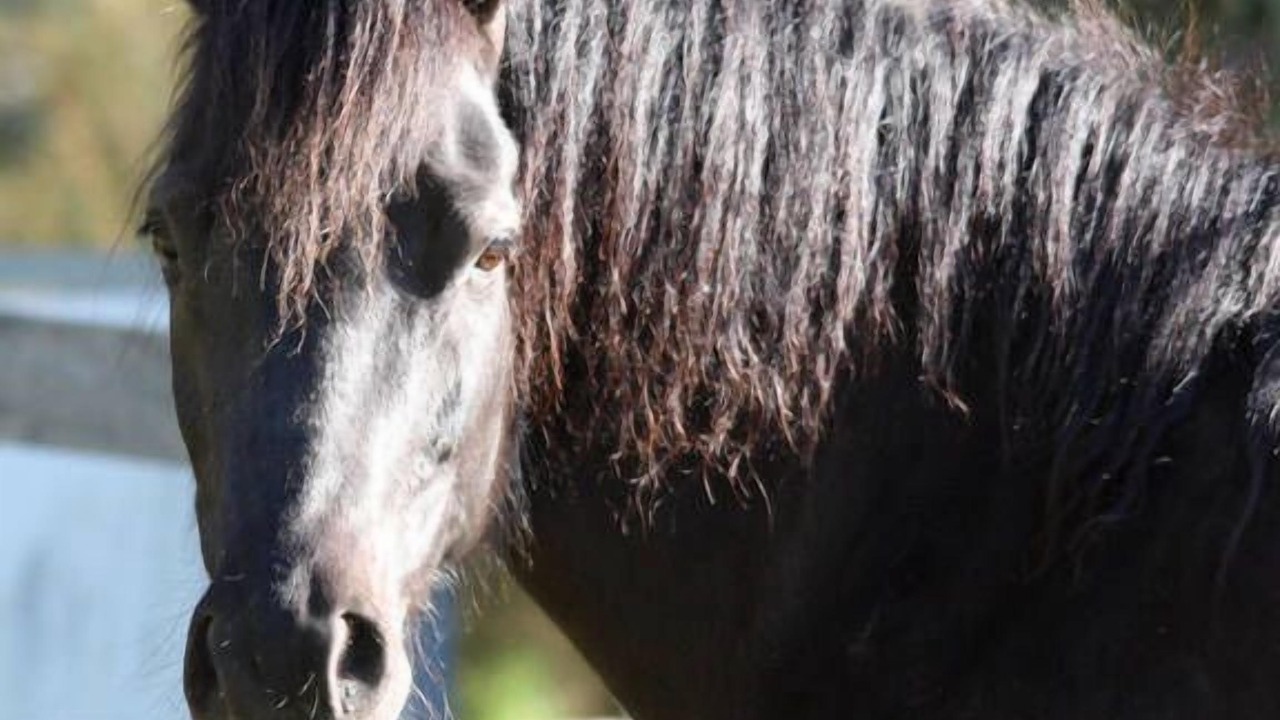 Photo of Others in Mount Barker Summit