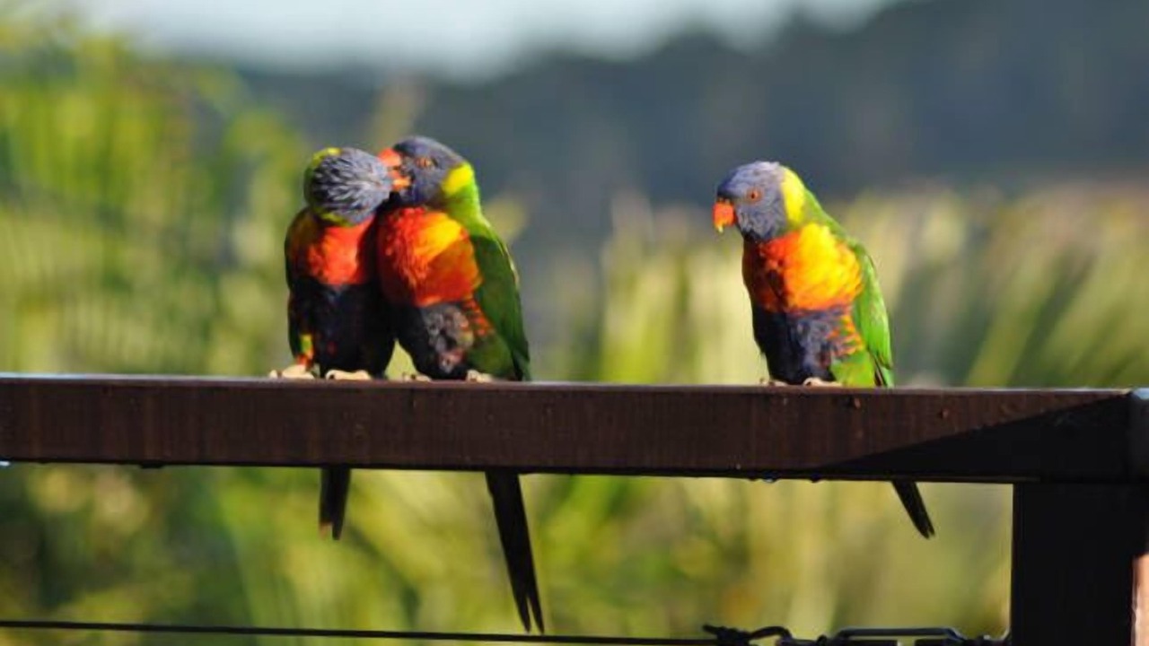 Photo of Others in Emerald Beach