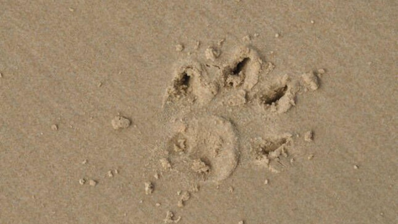 Photo of Others in Emerald Beach