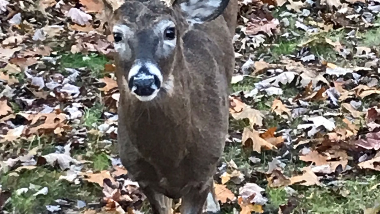 Photo of Outdoor in Tafton