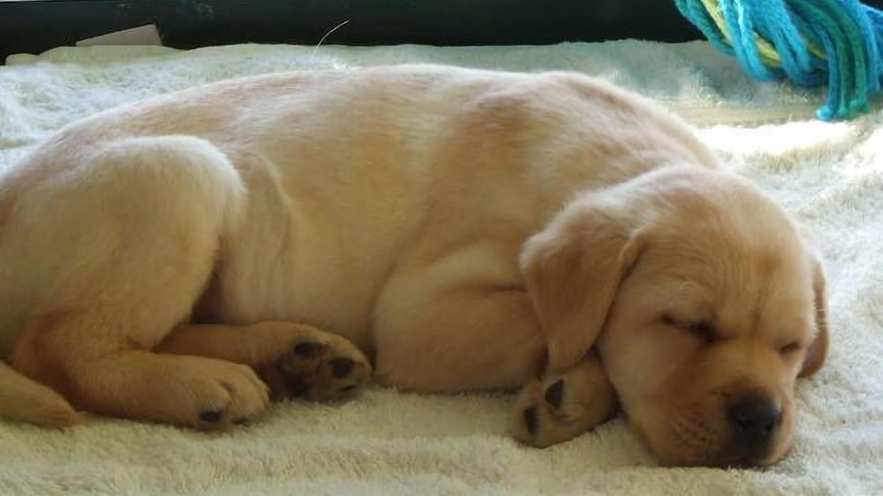 Photo of Others in Penneshaw