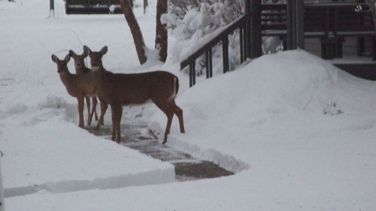 Photo of Outdoor in Acton