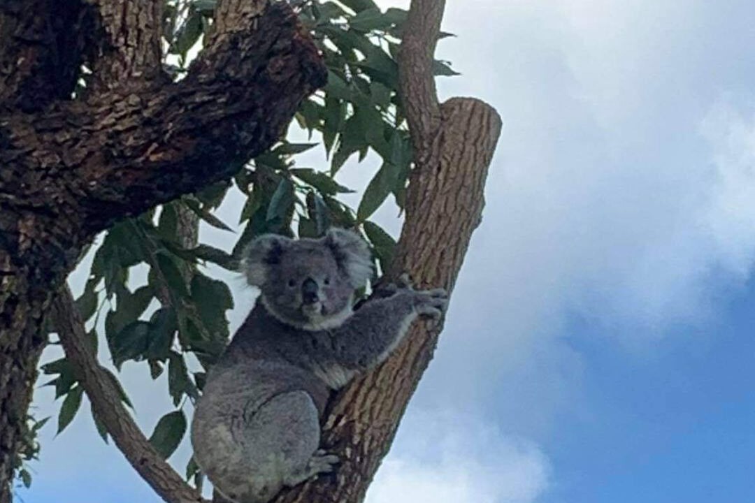 Photo of Others in Inverloch