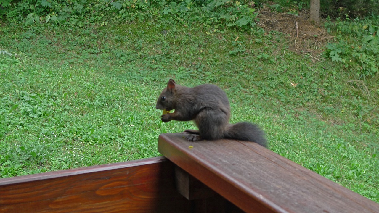 Photo of Outdoor in La Fouly
