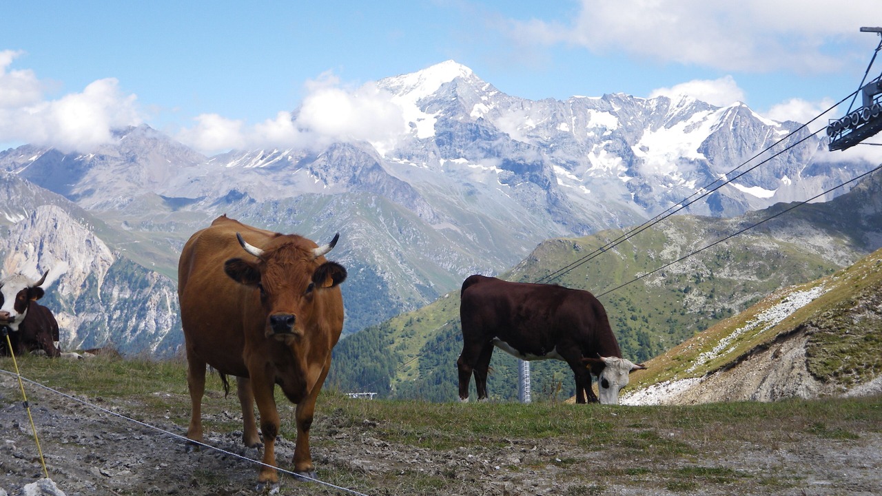 Photo of Others in Belle Plagne