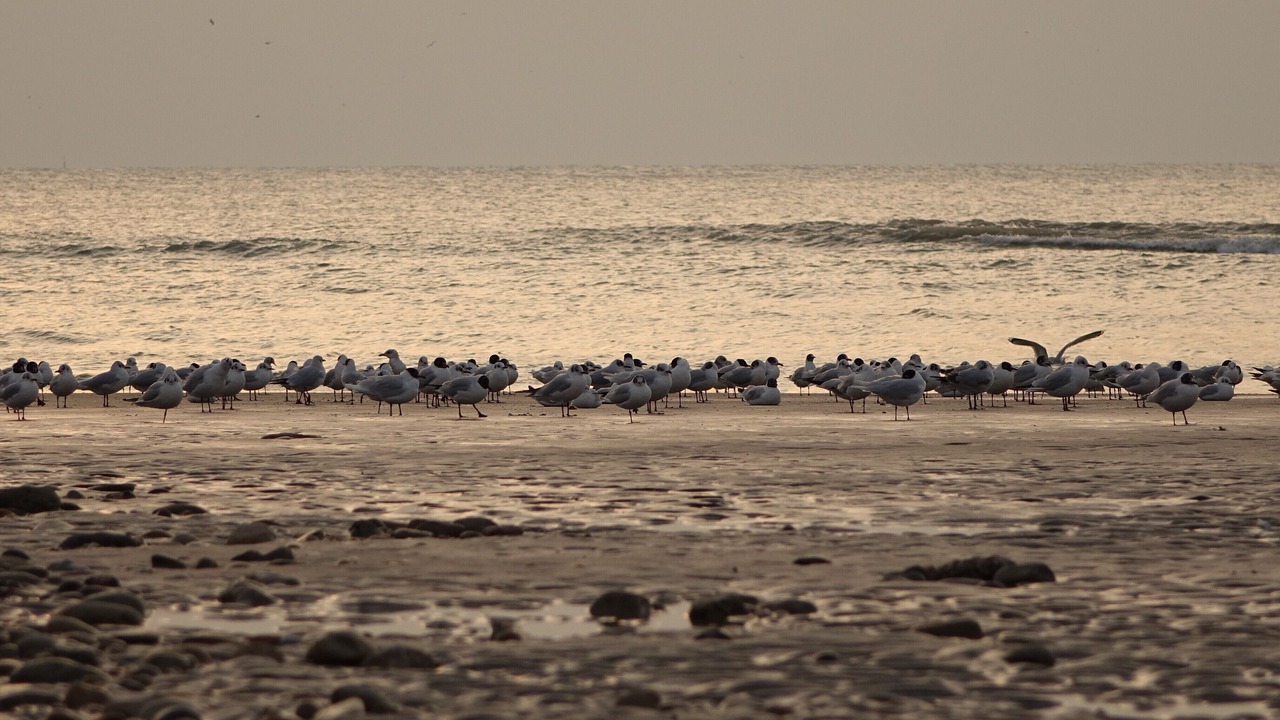 Photo of Others in Wimereux