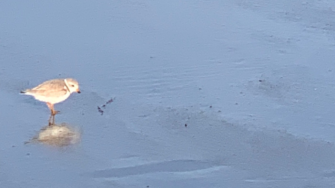 Photo of Others in Ogunquit