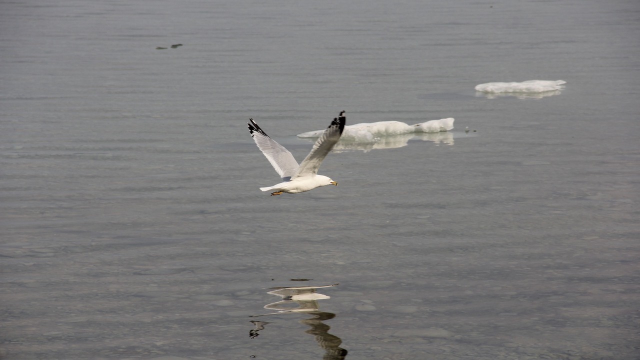 Photo of Others in Petoskey