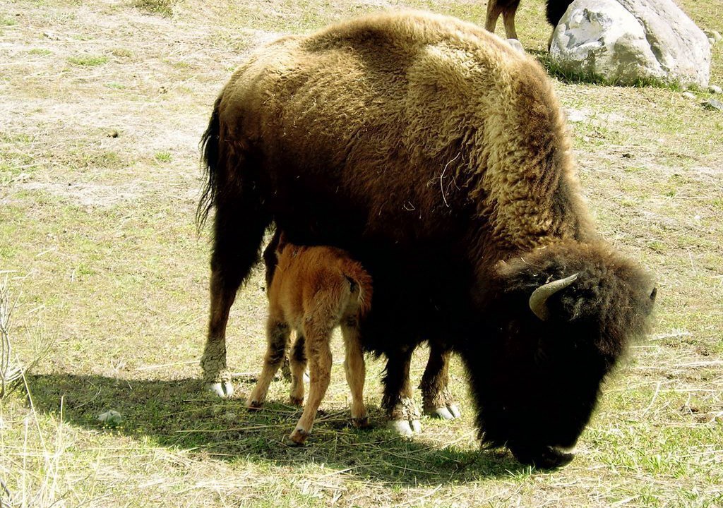 Photo of Others in West Yellowstone