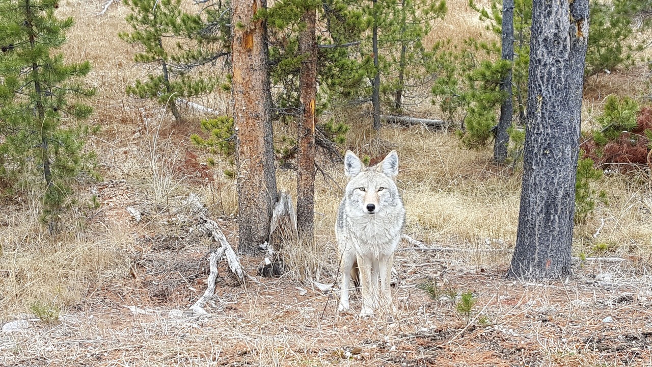 Photo of Others in West Yellowstone