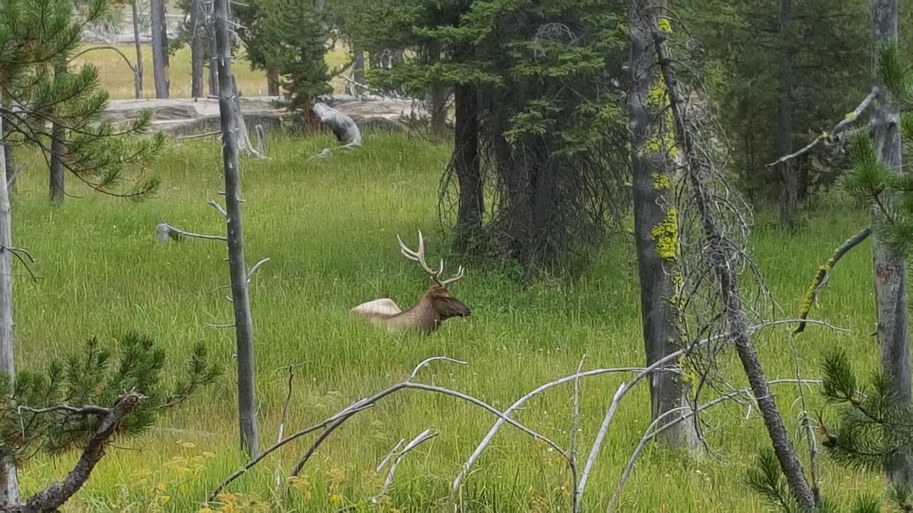 Photo of Others in West Yellowstone