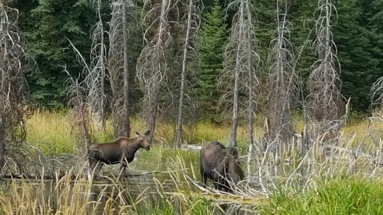 Photo of Others in West Yellowstone