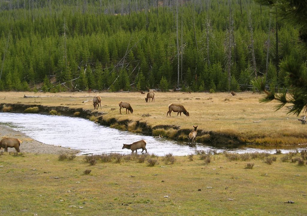 Photo of Others in West Yellowstone