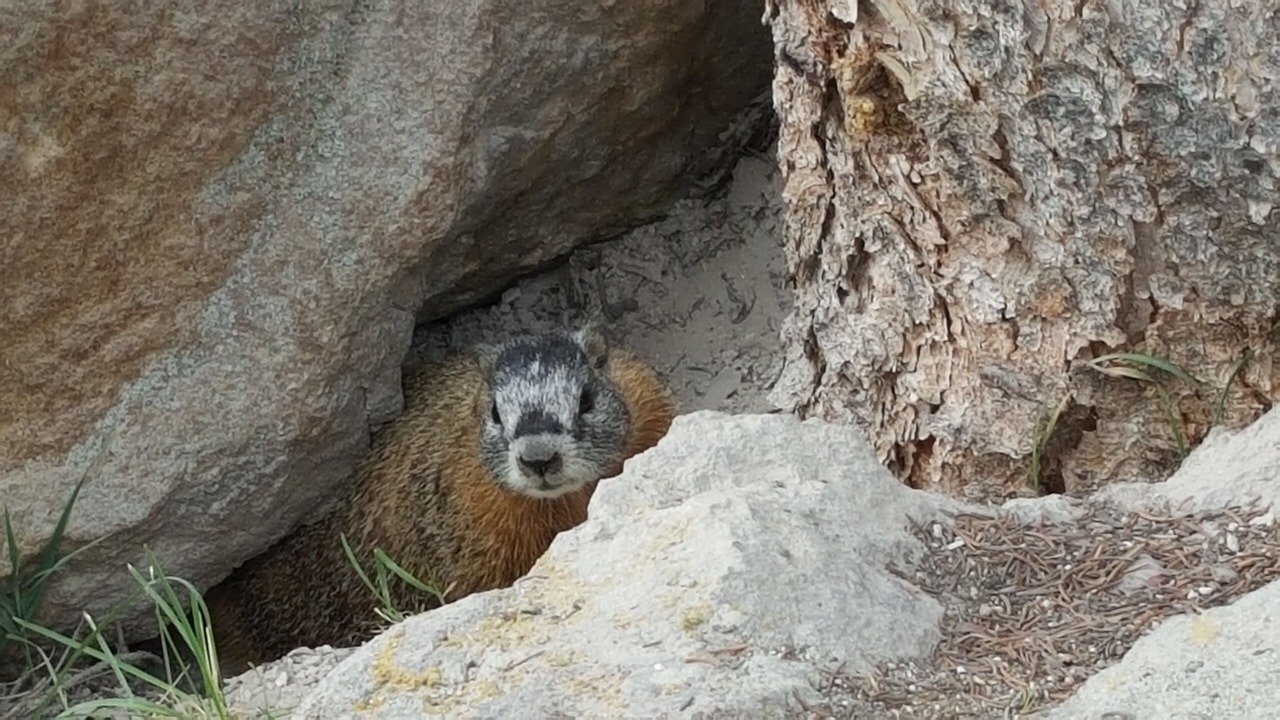 Photo of Others in West Yellowstone