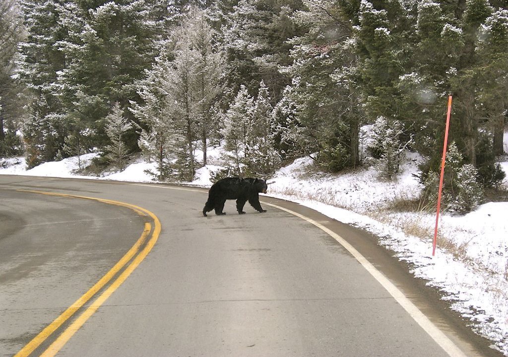 Photo of Others in West Yellowstone