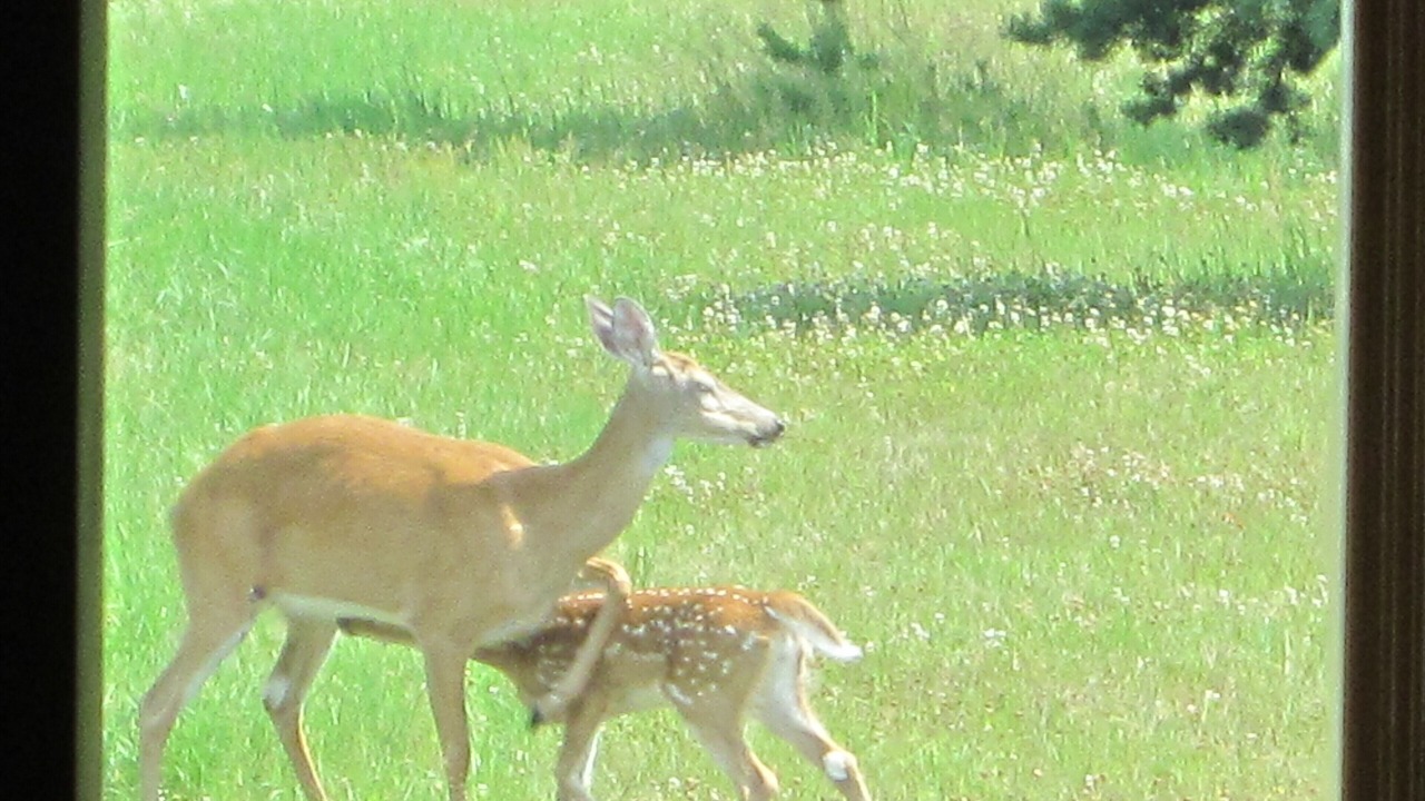 Photo of Others in Bigfork